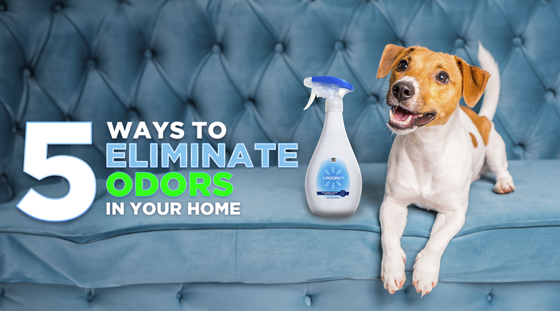 5 Ways to Eliminate Pet Odor in Your Home buypooph