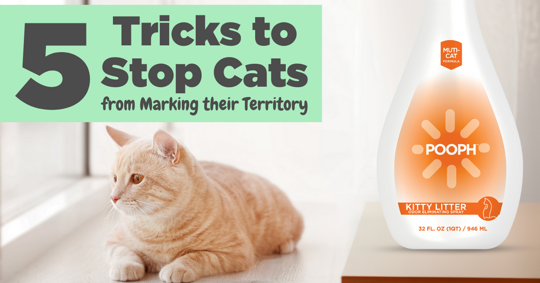5 Tricks to Stop Cats from Marking their Territory